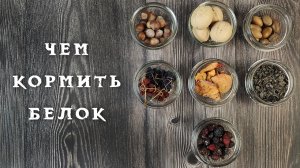 Чем кормить белок ?️ в парке ?