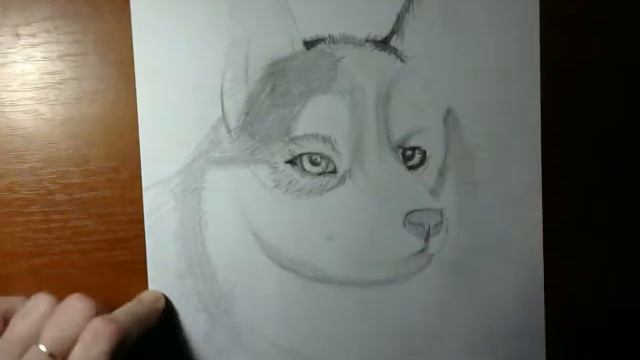 Тоновой рисунок собаки для учеников Скадовской школы искусств смотреть онлайн