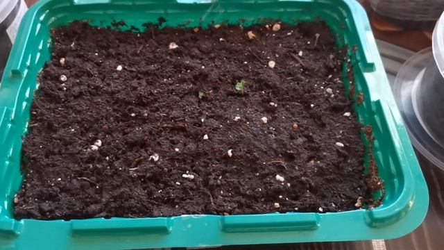 Моя рассада на 22.02.2020 г//Покупки в Ашане и Леруа Мерлен//Шалфей, что ты делаешь? смотреть онлайн