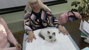 Презентация котенка Священная бирма ЛУИЗА ВАЙТ ПАВС