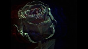 Группа АДА - Чёрная роза. 1994 год. Джамбул. Казахстан.  ADA-Black Rose