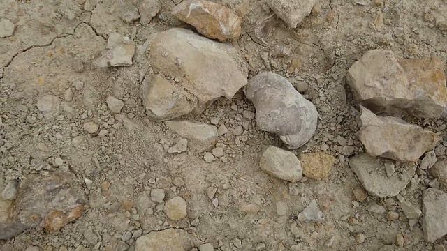 Брахиоподы в самарской области окаменелости Самары
