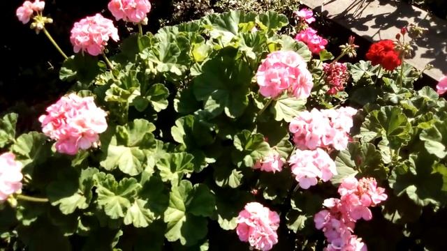 Чем я поливаю герань (пеларгонию) для мощного цветения? - супер бактерицидное! смотреть онлайн