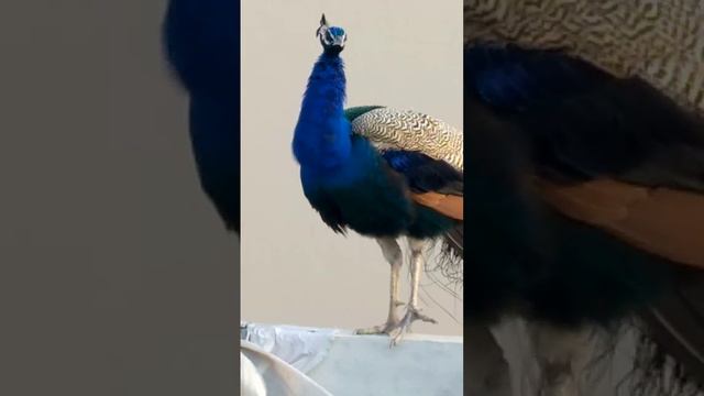 #new #peacock #bird