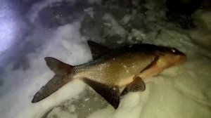 Лещ на тычку для налима.