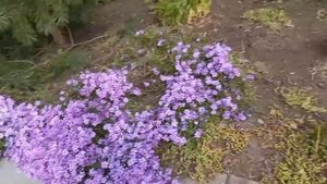 Весенние цветы : обриетта, мускари. Spring flowers.