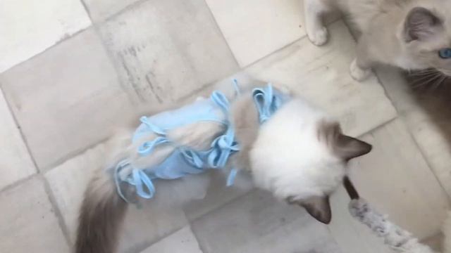 Tiffani Valley Tuberose после стерилизации смотреть онлайн