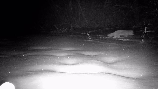 пруд "Черноморец" соседка лиса. смотреть онлайн