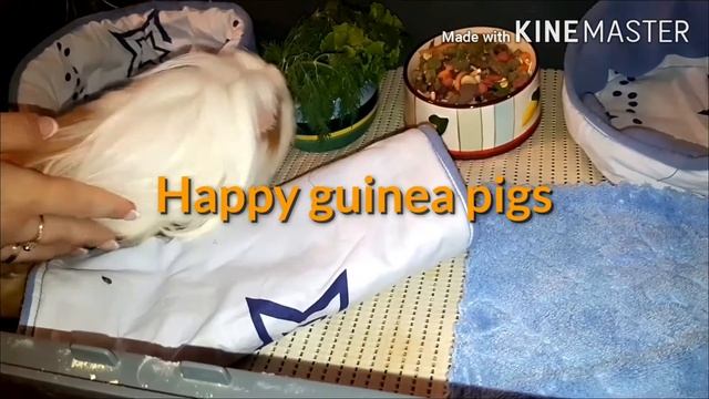 Обустройство клетки морской свинки#Happy guinea pigs#????????????????? смотреть онлайн