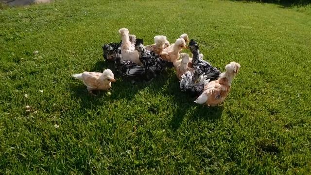 Цыплята Падуан и их первая прогулка - экоферма "К5" смотреть онлайн