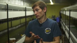 Прудовое разведение АККР: рекомендации по выращиванию рака в пруду на основе личного опыта!