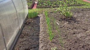 Отвезли рассаду, как живут Москвичи на дачах