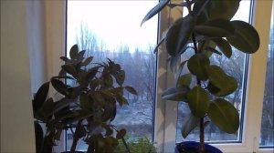 Каучуконосный Фикус