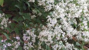 Clematis terniflora vine  / Ranjai / care and propogation in Telugu & English | Prema's Garden