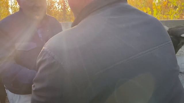 CHIMYON KON BOZORI ZO'R BULDI . 🍑uruk  va Chorva , Utun  bozori narhlari. 01,11,2023 .👍👍👍