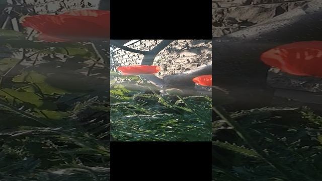 Маки в нашем саду 2023