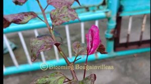 #bougainvillea #presyo#mahal pala bougainvillea