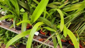 Поставка редких орхидей дракул, ликаст, эпидедедр,максиляррий,променей и др ват сап 89180336327