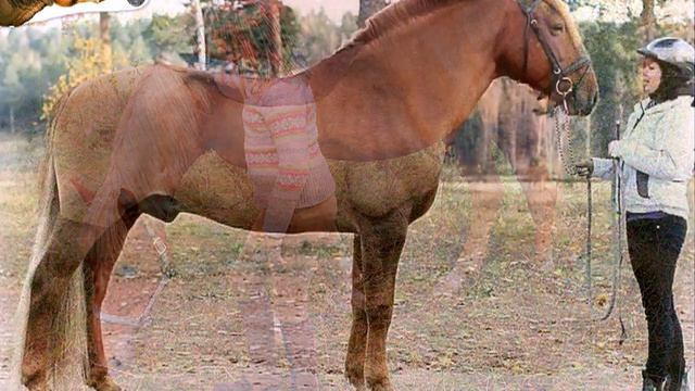 Породы лошадей! Финка! (финская универсальная) смотреть онлайн