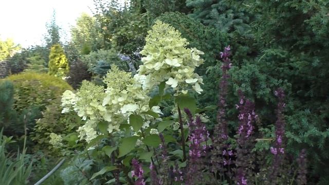 Начало августа в Сибирском саду. Молодые Гортензии смотреть онлайн