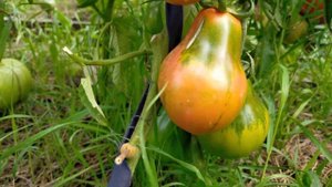 Царь трюфель! Полный обзор томата