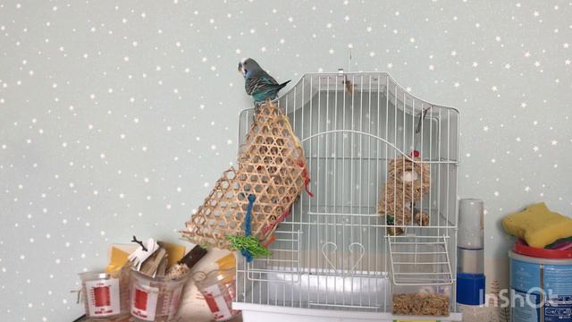 Почему попугая нужно выпускать из клетки и на сколько??