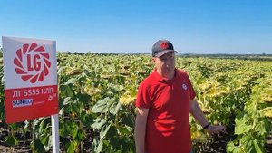Презентация гибрида подсолнечника ЛГ 5555 КЛП