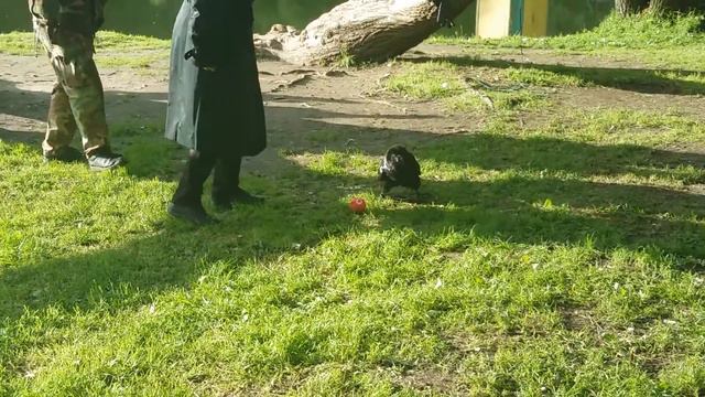 ручной ворон играет в футбол в парке с мячиком смотреть онлайн