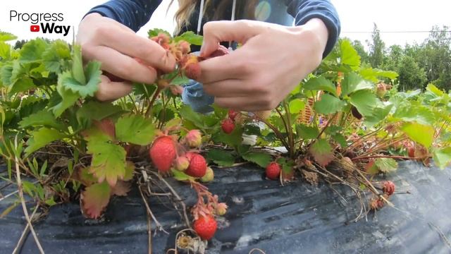 Сделайте ТАК для СУПЕРУРОЖАЯ КЛУБНИКИ И ЗЕМЛЯНИКИ! смотреть онлайн