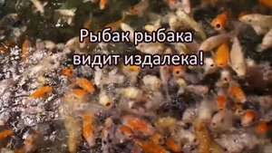 Рыбалка. Цитаты, изречения и афоризмы о рыбалке