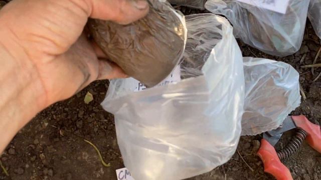 Купить саженцы Клубника, Малина, Ежевика от Хитрук Елены