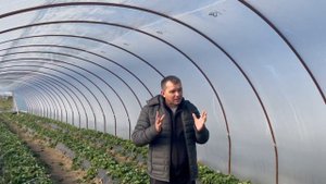 Выбор рассады клубники рулетка или расчет