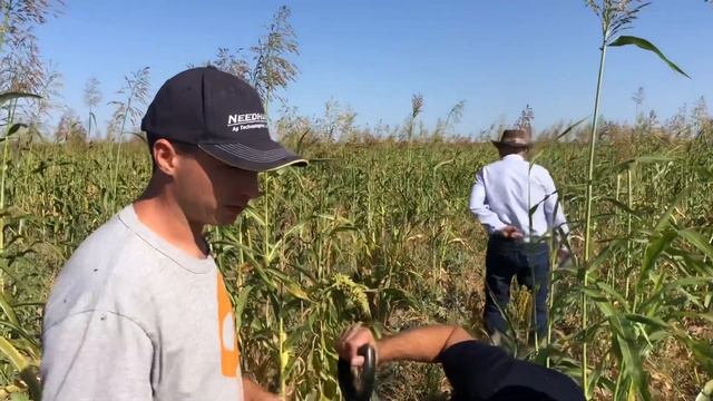 Пять вариантов покровных культур смотреть онлайн