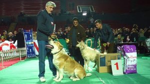 Чемпион Кавказа Рыжий Хода, Чемпион Осетии Белый Хода, Гранд Чемпион Грузии Туга. РОДОСЛОВНАЯ БУГИ.