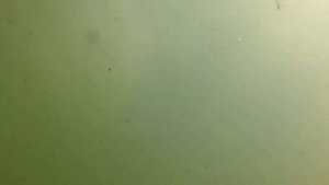 GoPro Беларусь Лунинец Белое озеро