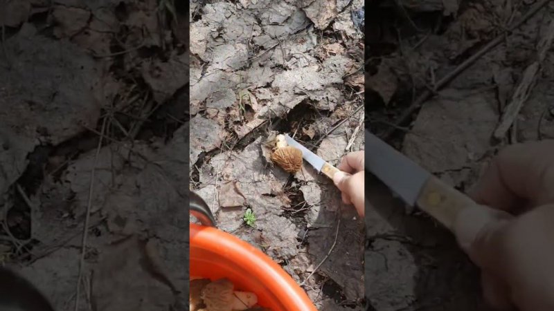 Апрель.  Сморчки.