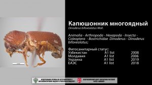 Капюшонник многоядный (Dinoderus bifoveolatus Woll.)