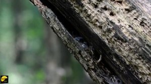 Обыкновенная пищуха описание и факты Certhia familiaris,Treecreeper