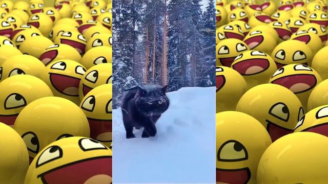 Я РЖАЛ ДО СЛЕЗ 😂 СМЕШНЫЕ ЖИВОТНЫЕ 2021/ ЛУЧШИЕ ПРИКОЛЫ 2021/ tik tok/ Instagram / #11
