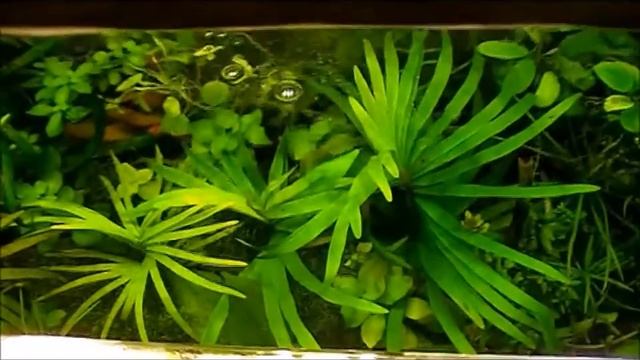 Eichhornia Azurea || Br Antov || Aquarium Plants series смотреть онлайн