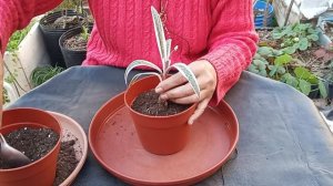 Trasplante de Echeveria Crestada #cactusysuculentas #echeverias #lasplantasdegeral #jardín #plantas