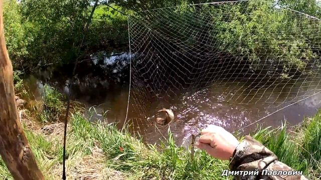 Рыбалка на паук в диком, заросшем ручье. Сазаны, караси, язи. Рыбалка 2022