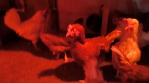 Курятник на даче. Январь. Холодно. Куры одни всего 2 недели. Смотрим результаты