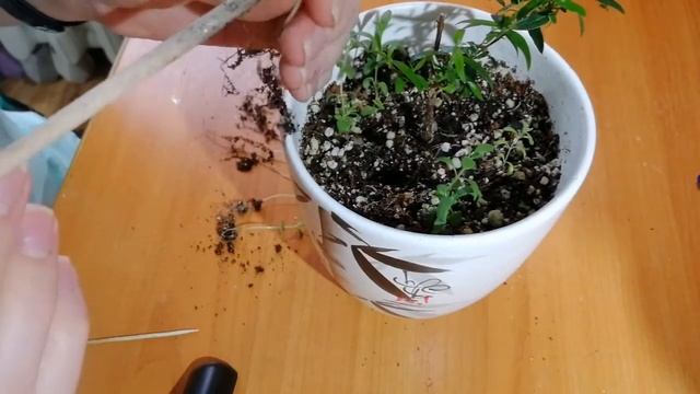 Пикировка лаванды (лаванда из семян) смотреть онлайн