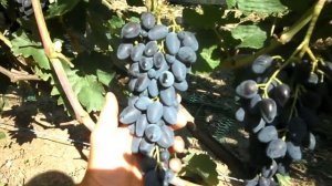 Виноград Атос 2020