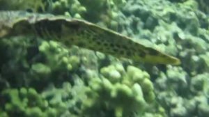 Риф у острова Тодду, Мальдивы. Thoddoo, Maldives.