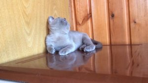 Бурма котенок голубого окраса