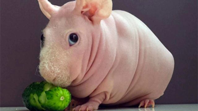 факты о морских свинках/fen pets смотреть онлайн