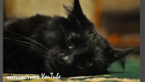 Каждый вечер она смотрит на портрет своего хозяина, хочется верить, что кошка его дождётся