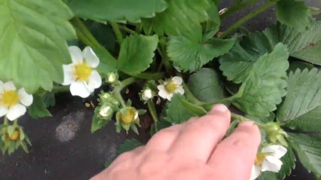 Сорт Боровицкая 8-903-308-46-14 смотреть онлайн